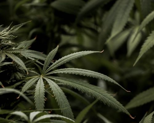 Feuille de plante de cannabis CBD
