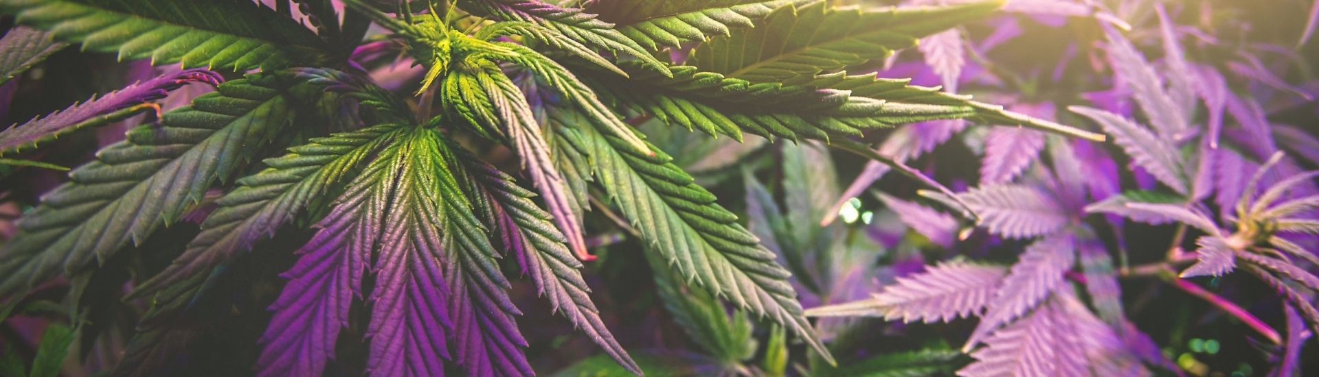 Fleur de cannabis feuilles violette pas cher
