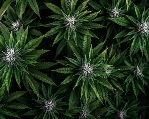 fleur de cannabis cbd