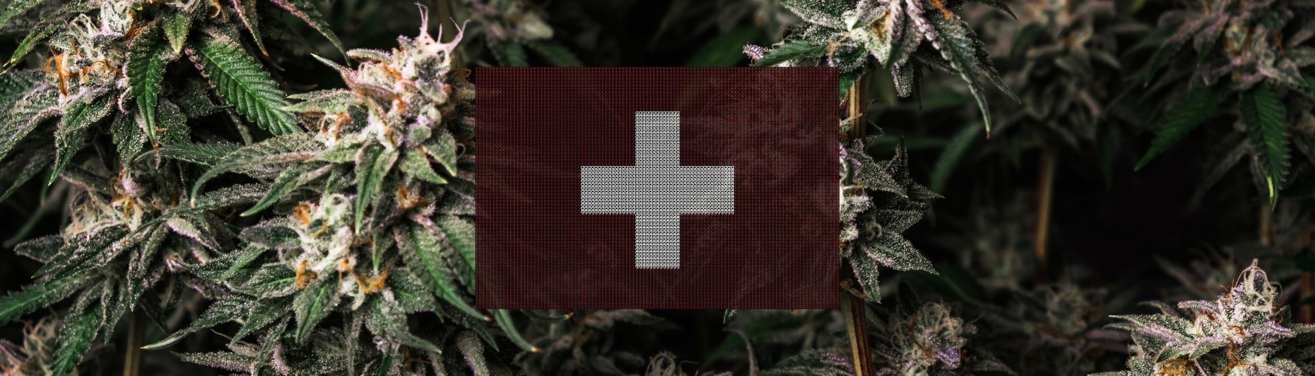 Législation du CBD en Suisse Tegridy CBD