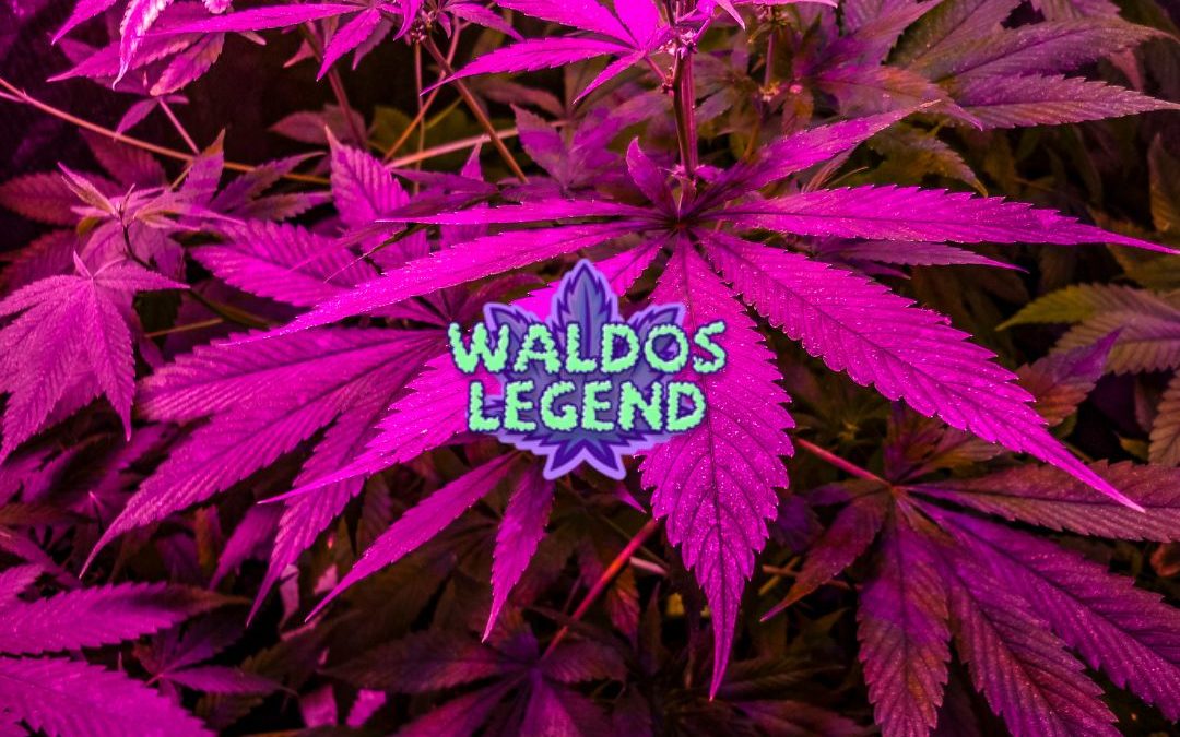 Test et avis sur Waldos Legend, boutique de CBD en ligne