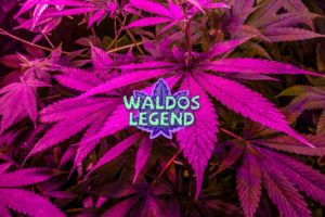 Test et avis sur CBD Waldo's Legend Boutique en ligne de CBD